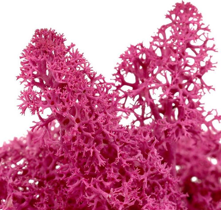 Actual product image Flowerbox Iceland moss