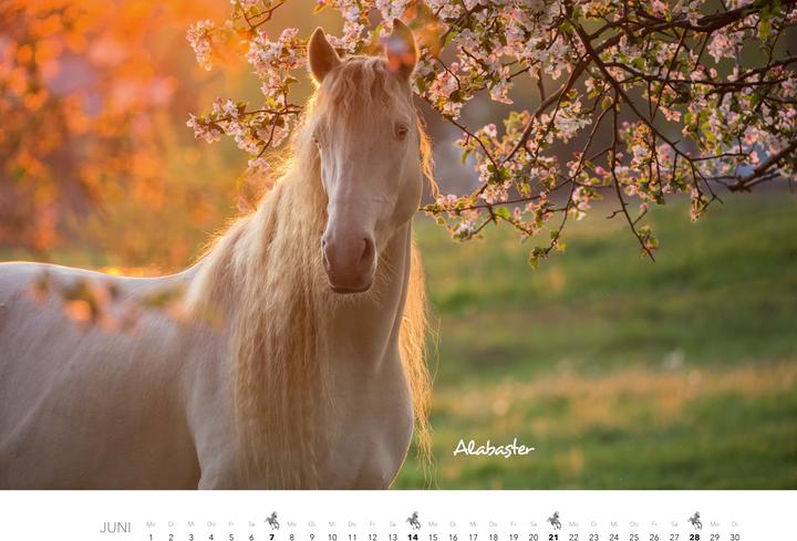 Produktbild Pferde Kalender 2026 Wandkalender