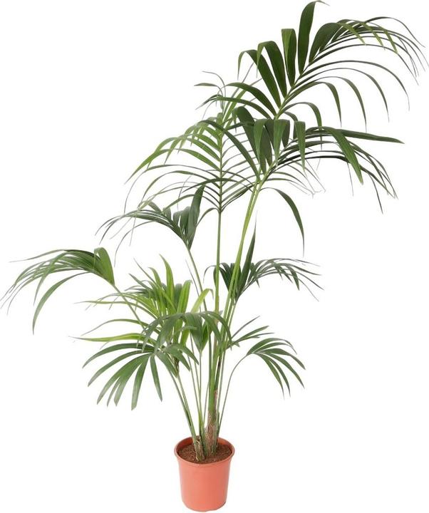 Actual product image Plant in a Box Howea forsteriana - Kentia Palm (170 cm)