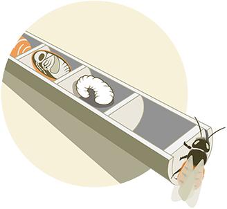 Immagine prodotto Wildbiene BeeHome Observer (Ape)