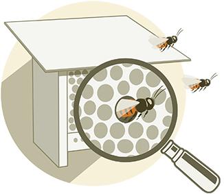 Immagine prodotto Wildbiene BeeHome Observer (Ape)