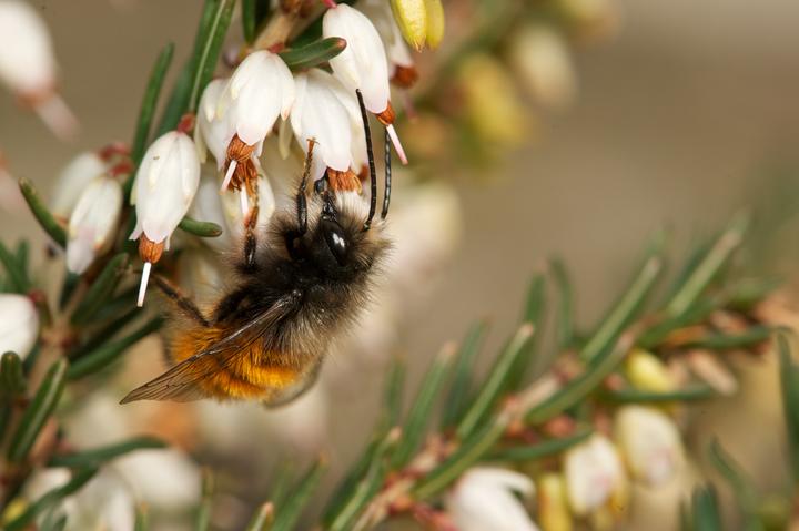 Immagine prodotto Wildbiene BeeHome Observer (Ape)