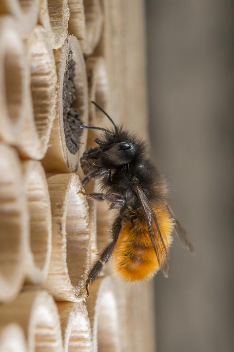 Immagine prodotto Wildbiene BeeHome Observer (Ape)