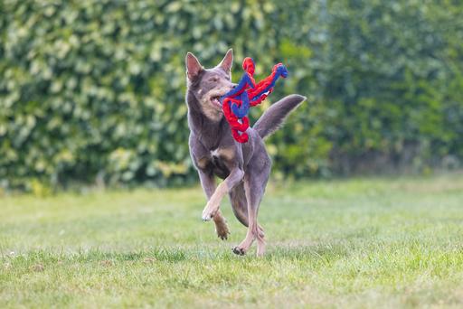 Immagine prodotto Beeztees Polpo Amy (Cane di peluche)