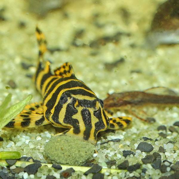 Actual product image JBL Aquaristik und Terraristik ProNovo PLECO WAFER M 5,5l (5500 ml)