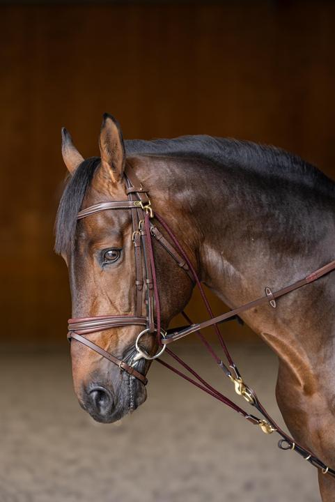 Image du produit HFI Master Gogue pour cheval