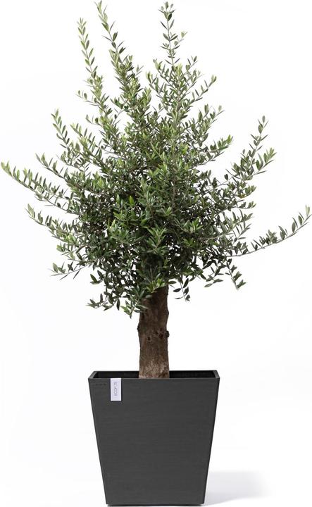 Immagine prodotto Ecopots Ruote di Rotterdam (50 cm)