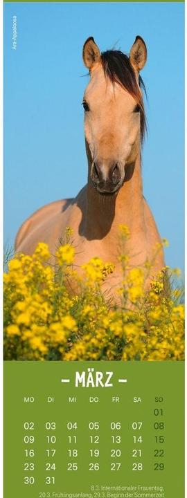 Produktbild Pferde Lesezeichen & Kalender 2026 (6 x 18 cm)