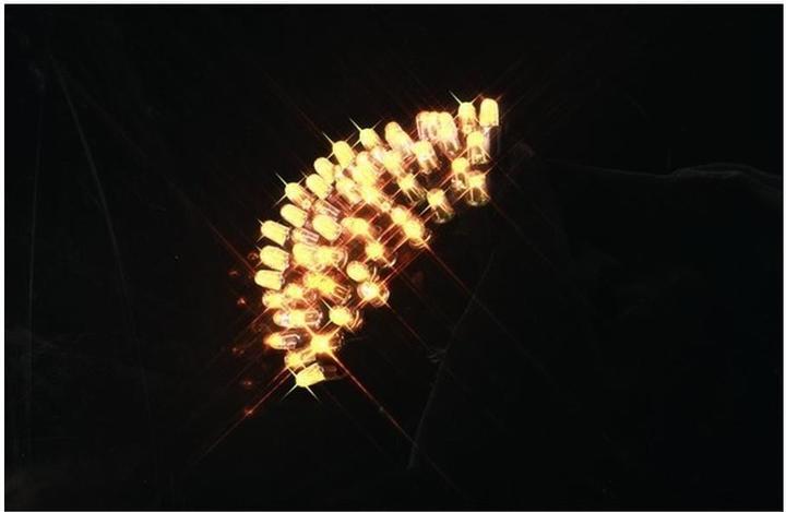 Produktbild Star Trading Lichterkette (3 m)