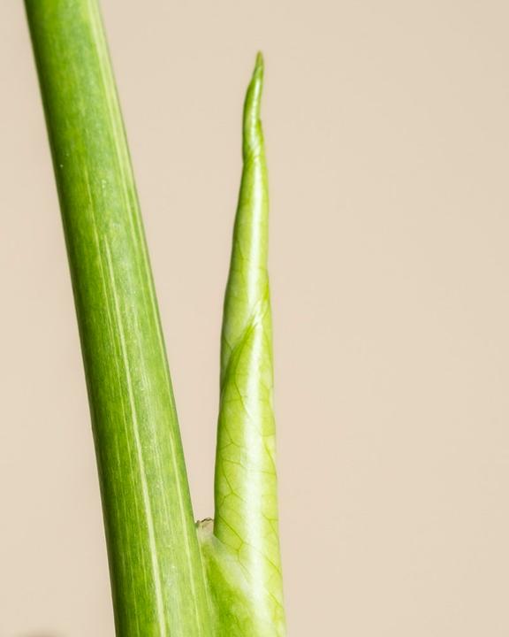 Produktbild feey Monstera 'Thai Constellation' (30 cm)