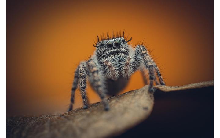 Image du produit Venus Optic Focale fixe Laowa 85 mm f/5.6 2X APO - Sony E-Mount (Sony E, Plein format)