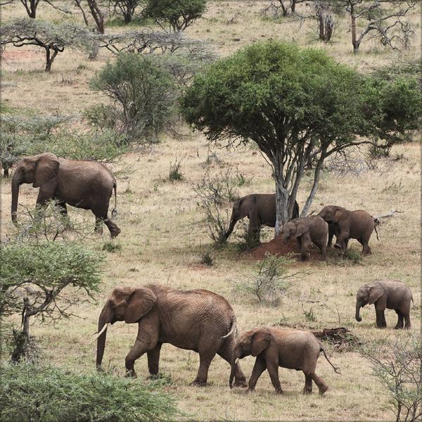 Image du produit Elefanten2026 (30 x 30 cm)