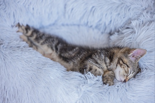 Actual product image Beeztees Vacuum (Cat)