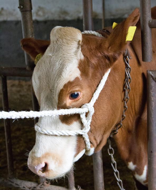 Image du produit Kerbl Licol en corde