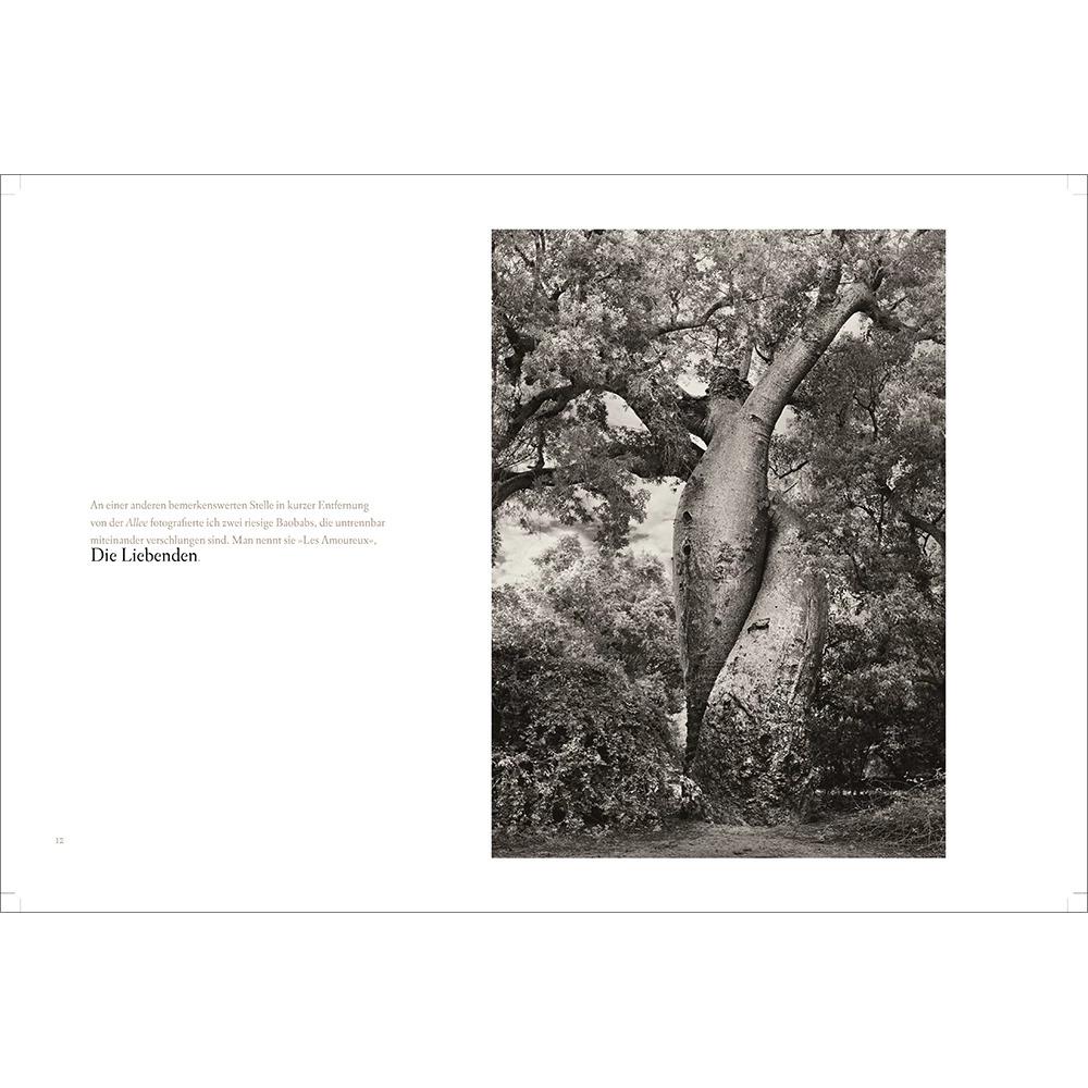 Thumbnail - BAOBAB: Meine Reise zu den ältesten Lebewesen und Waldwächtern, Sachbücher von Antoinette Gittinger, Beth Moon, Adrian P...