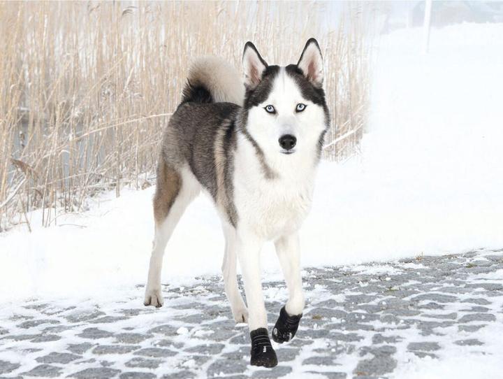 Actual product image Trixie Walker Active paw protection (L, XL, Dog boots)