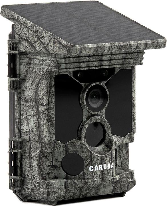 Caruba Raccoon