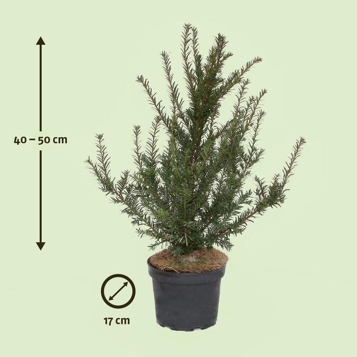 Actual product image Zulauf Yew, English Yew, European yew (50 cm)