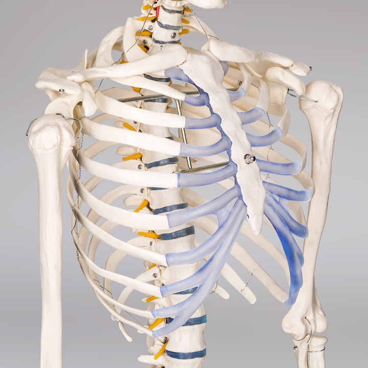 Immagine prodotto tectake Anatomia scheletrica