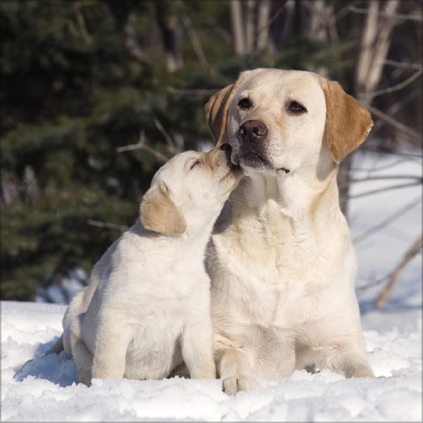 Produktbild Dogs 2026 (30 x 30 cm)
