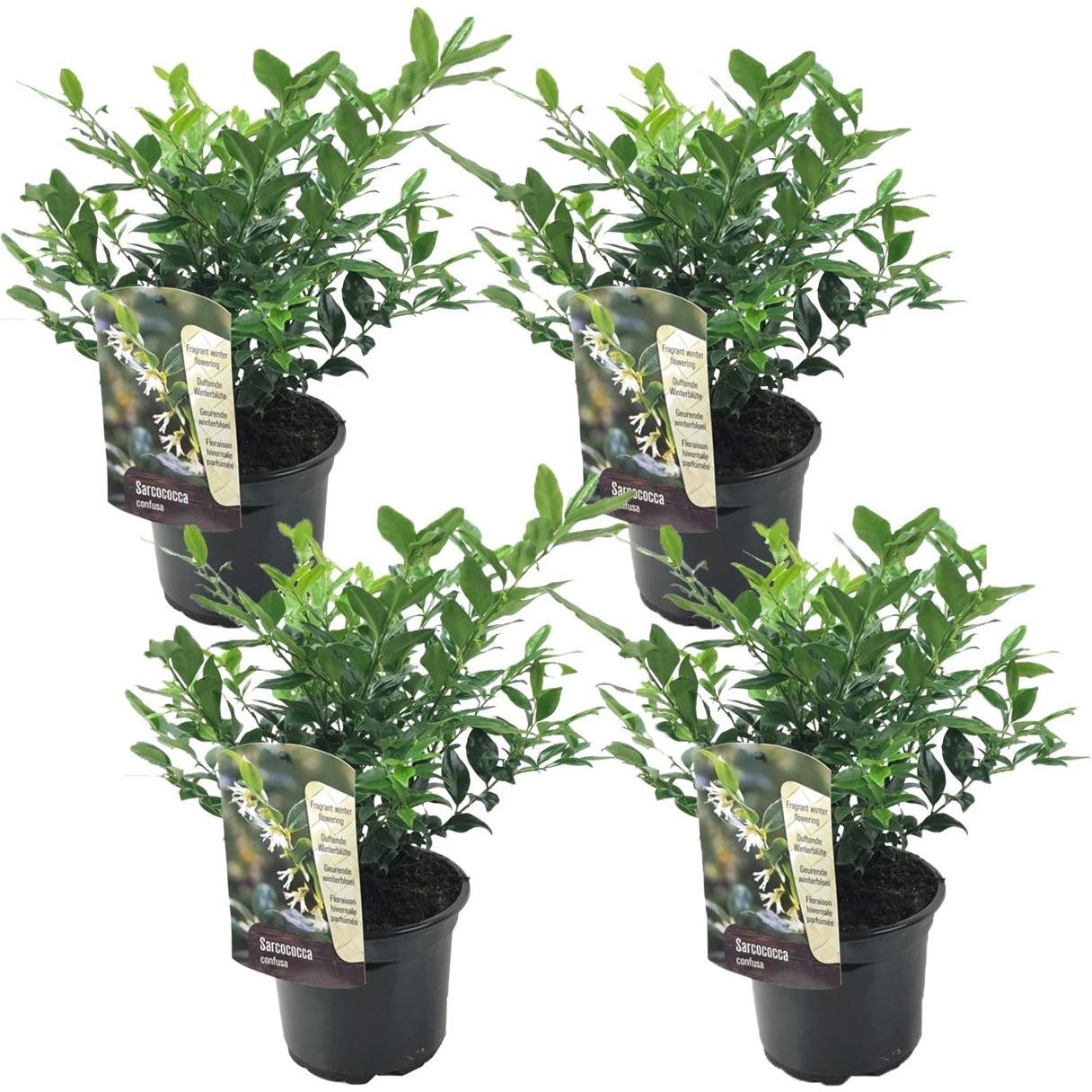 Plant in a Box, Pflanzen, Sarcococa Confusa - 4er Set Kaukasus Schneeball (30 cm)