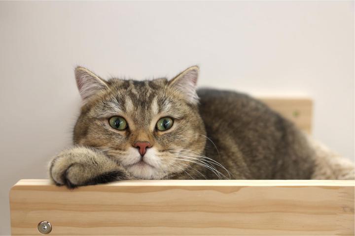 Image du produit Kerbl Hamac Timber pour chats (16 cm, Taupe, Nature)
