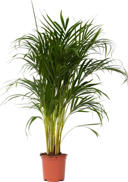 Image du produit Plant in a Box Dypsis Lutescens - Palmier à fruits d'or d'Areca (100 cm)