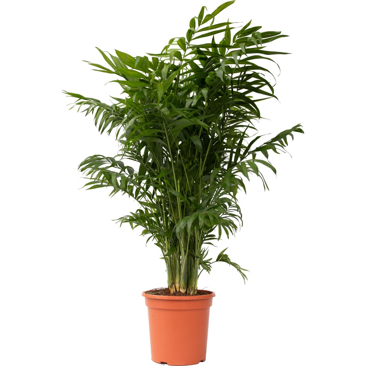 Plant in a Box, Pflanzen, Chamaedorea elegans - Bergpalme (80 cm)