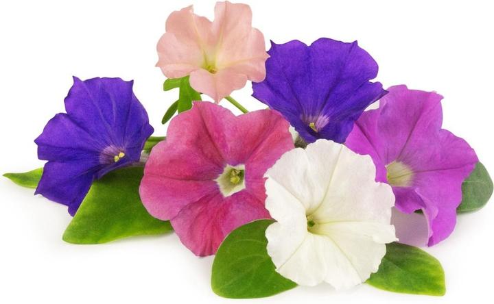 Actual product image Véritable Dwarf petunia (Herb seeds)