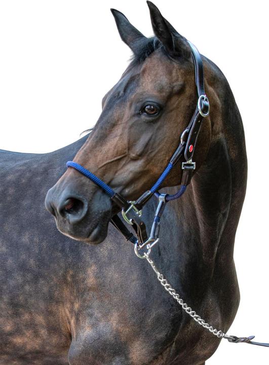 Image du produit - Licol en corde pour chevaux RAYWELL