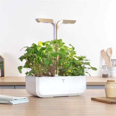 Produktbild Véritable Lingot weisse Waldbeeren BIO (Früchtesamen)