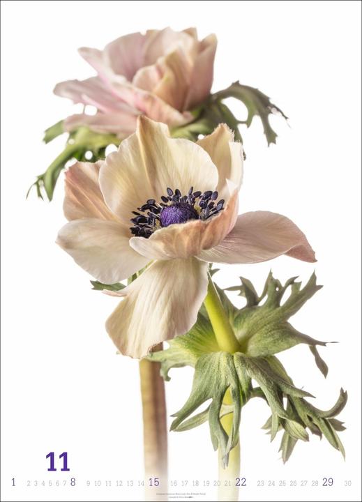 Produktbild Blütenbilder Kalender 2026 (49 x 68 cm)