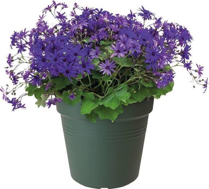 Produktbild Elho Geen Basics (27 cm)
