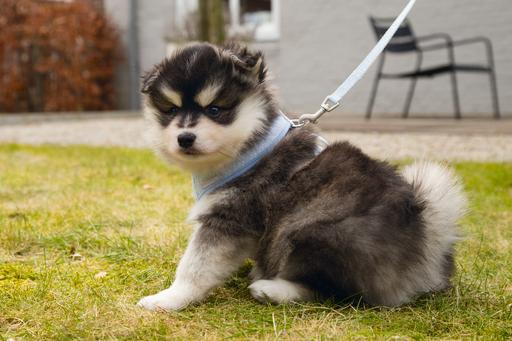 Image du produit Beeztees Harno (M, Chien, Promenade)