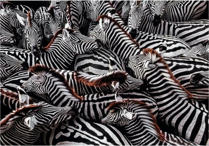 Produktbild Clementoni Puzzle National Geographics - Zebra, 1000 Teile. (1000 Teile)
