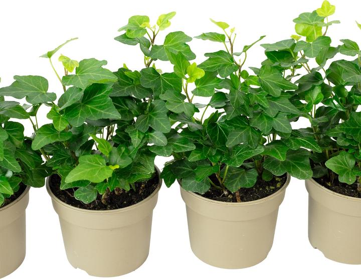 Produktbild Flowerbox 4er-Set Gemeiner Efeu - Hedera helix (15 cm)