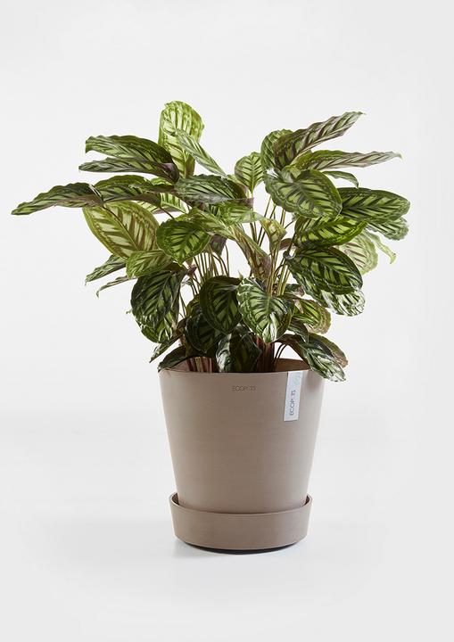 Produktbild Ecopots Saucer on Wheels