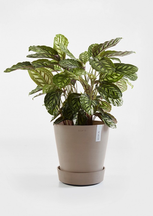 Actual product image Ecopots Saucer on Wheels