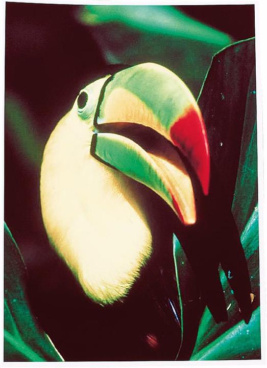 Actual product image Schwarzwald Mühle Inkjet photo paper, premium matt (160 g/m², A3, 1 x)