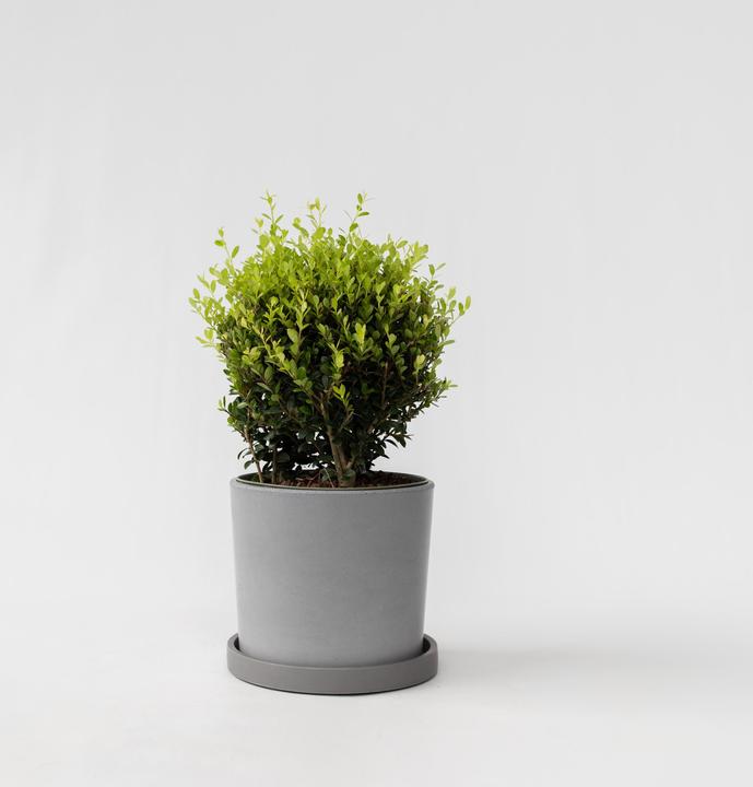 Actual product image Plant in a Box Ilex crenata 'Jenny' - Japanese holly (30 cm)
