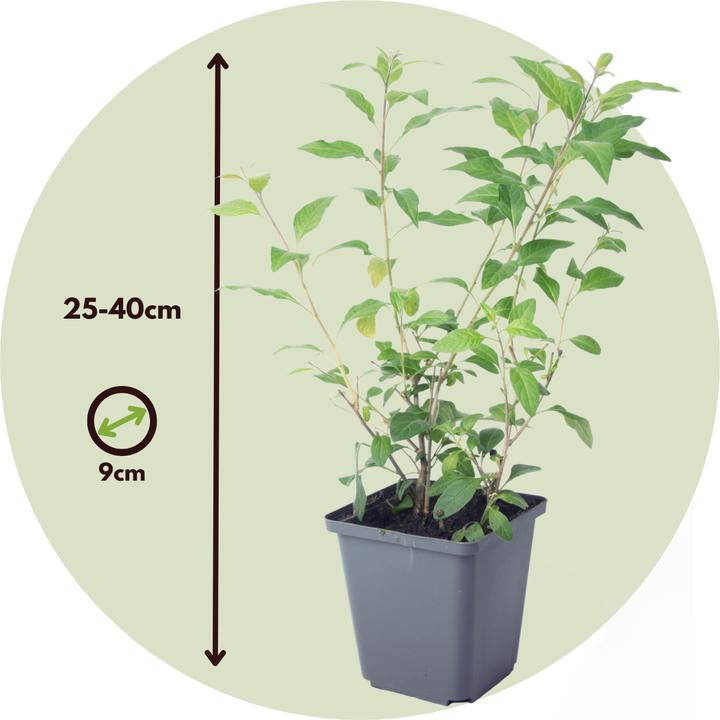 Produktbild Plant in a Box Lycianthes rantonnetii - 6er-Set Nachtschatten (25 cm)