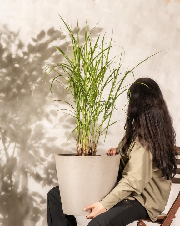 Produktbild feey Miscanthus sinensis 'Strictus'