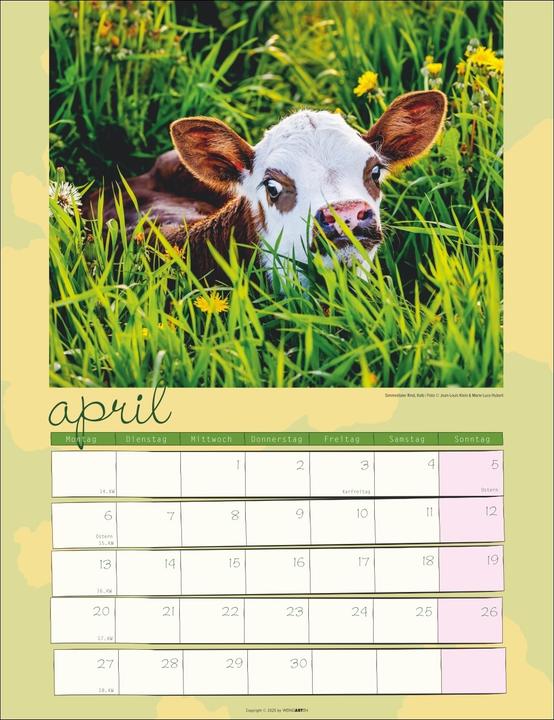 Produktbild Kuh Kalender 2026 (30 x 39 cm)