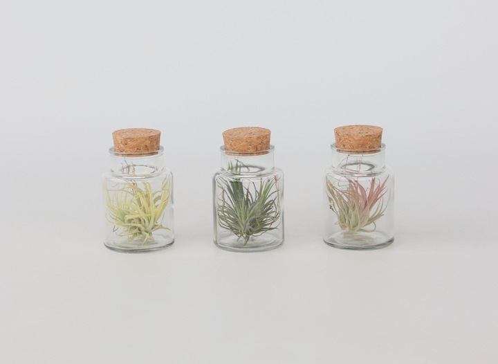 Produktbild Plant in a Box Tillandsia - 3er Mischung Tillandsien in Glasflaschen (5 cm)