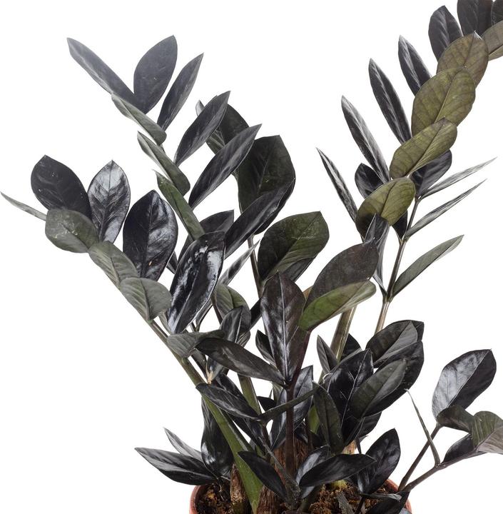 Immagine prodotto Flowerbox Lucky Feather "Raven" - Zamioculcas zamiifolia nera (35 cm)