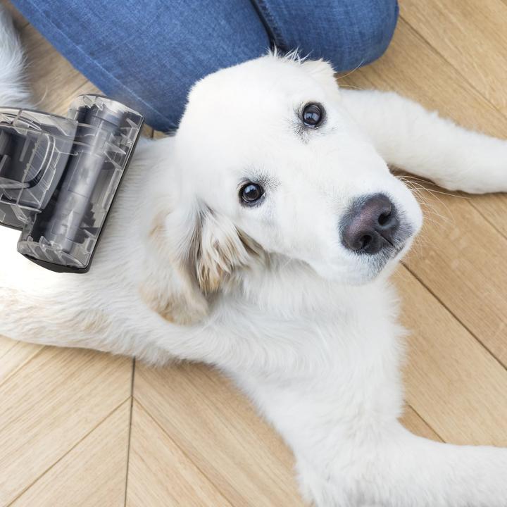 Produktbild Hkoenig Zakloze stofzuiger - H.KoeNIG STC58 - 850 W - 79 dB - Klasse A - 2,5 L