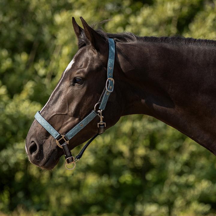 Image du produit Qhp Ensemble licol et longe pour cheval