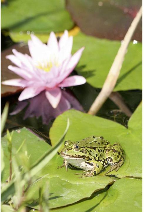 Produktbild Pontec Solar-Pumpenset mit Beleuchtung