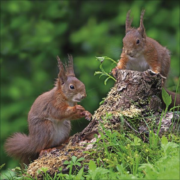 Produktbild Tiere des Waldes 2026 (30 x 30 cm)