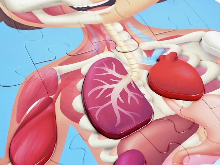 Produktbild Hape Mein Körper (60 Teile)